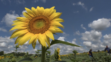 Visitors flock to Grinter's sunflower field for many reasons